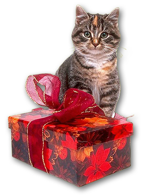 xmas-cat-present3.jpg