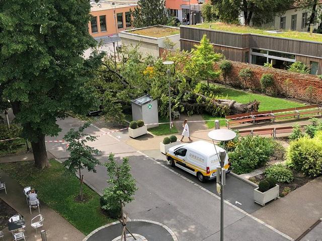 Spital-Baumunfall2.JPG