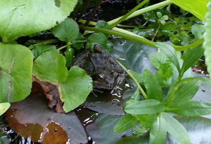 Der Frosch in unserem Gartenteich